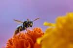 wasp, insect, flower