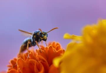 wasp, insect, flower