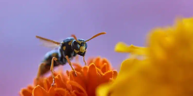 wasp, insect, flower