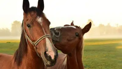 La nutrition et votre cheval...