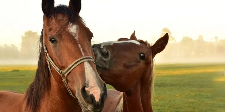 La nutrition et votre cheval...